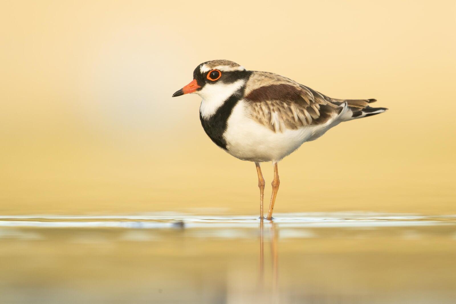 Tips for Photographing Shorebirds and Wading Birds